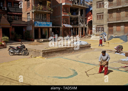 Propagation agriculteurs récolte de riz à sec en soleil dans la Vieille-Ville, Bhaktapur, Vallée de Katmandou, Népal Banque D'Images