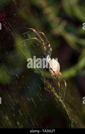 Grande araignée sur le web, Close up macro image de jardin araignée australienne Banque D'Images