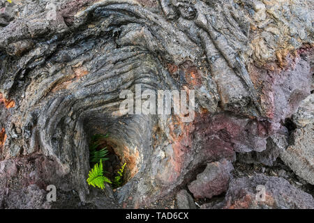 USA, New York, le Parc National des Volcans, des fougères poussant sur les roches ignées Banque D'Images