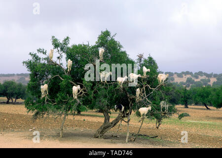 Le Maroc, de Sidi Kaouki, les chèvres grimper sur un arganier Banque D'Images