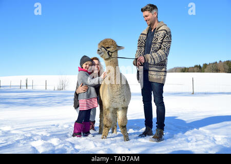 Famille heureuse de l'alpaga sur un champ en hiver Banque D'Images