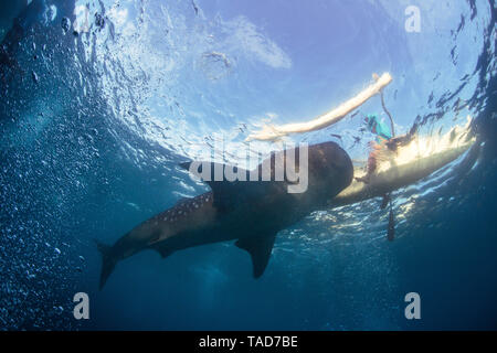 Whae requin, vue de bleow Banque D'Images