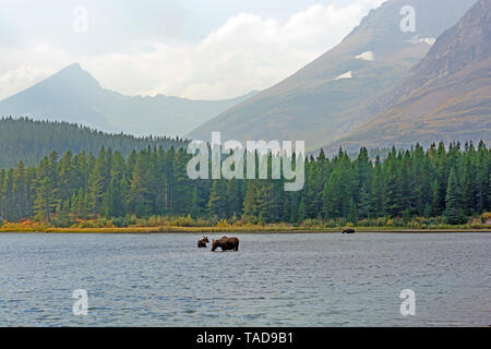 L'alimentation de l'orignal dans un Fishercap Lake dans le parc national des Glaciers du Montana à l'automne Banque D'Images