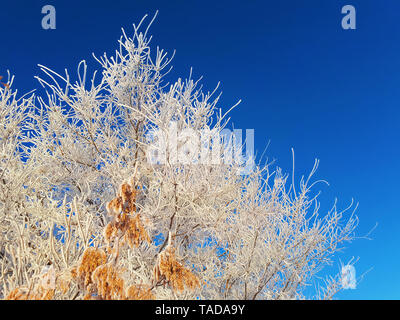 Les branches et les grains d'or d'un frêne dans le givre épais sont enveloppés dans de la gelée blanche et illuminée par la lumière du soleil douce contre un ciel bleu. Banque D'Images