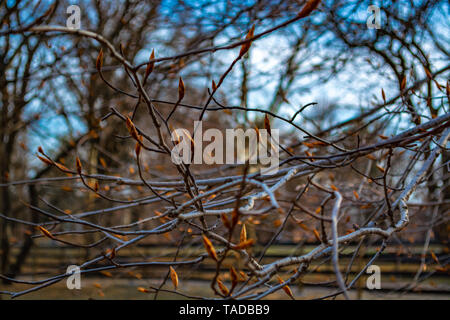 Au début du printemps les bourgeons gonflés sur les branches d'un arbre. Banque D'Images