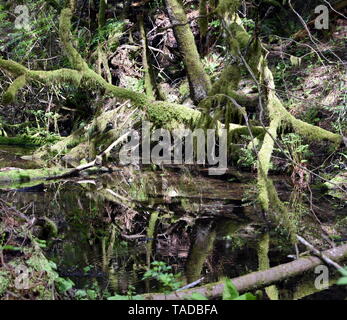 Photographie de la luxuriante verdure trouvé dans une forêt tropicale de Squamish, BC Canada. Banque D'Images