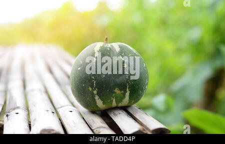 - Melon cantaloup melon vert thaïlandais de la récolte de l'agriculture jardin nature background Banque D'Images