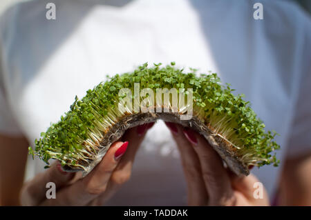 Modèle féminin est maintenant un morceau de matière première microgreens germées sur sa chemise blanche. Face n'est pas visible, femme avec un frais de pousses de roquette Banque D'Images
