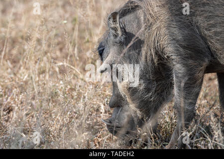 Un gros plan d'un phacochère africain pour la navigation dans l'alimentation de l'herbe sèche, Afrique du Sud. Banque D'Images