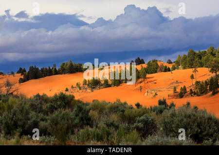 Dunes de sable sont entourés de genévriers et de pins dans Coral Pink Sand Dunes State Park, Utah. Ce magnifique parc est situé près de Kanab, Utah, USA. Banque D'Images