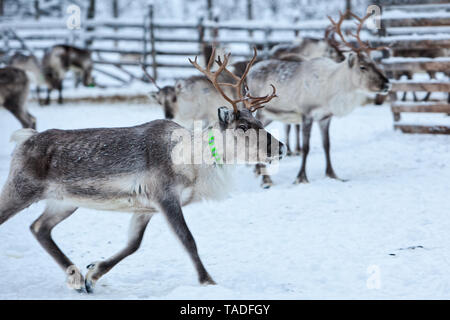 La péninsule de Yamal, en Sibérie. Un troupeau de rennes en hiver, Rennes émigrer à la recherche de meilleurs pâturages dans la toundra à proximité du cercle polaire dans une froide journée d'hiver. Banque D'Images