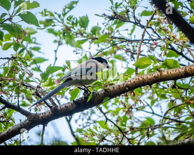 Une azure-winged magpie, Cyanopica cyanus, est perché dans un arbre à côté d'un parc japonais. Banque D'Images