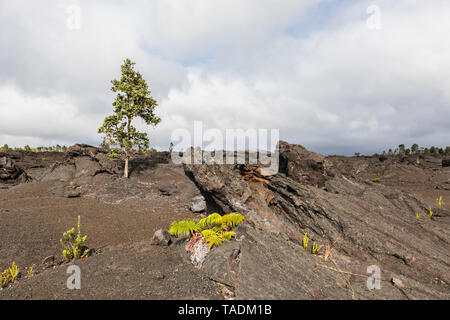 USA, New York, le Parc National des Volcans, champs de lave le long de la chaîne de cratères Road Banque D'Images