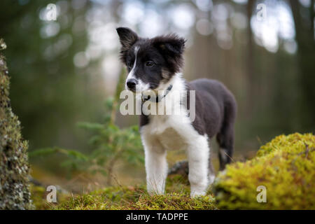 Portrait de Border Collie chiot dans les bois Banque D'Images