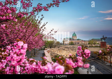 Budapest, Hongrie - Le célèbre château de Buda Palais Royal sur une après-midi de printemps de fleurs de cerisiers en fleurs au premier plan Banque D'Images