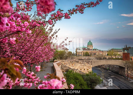 Budapest, Hongrie - Le célèbre château de Buda Palais Royal sur une après-midi de printemps de fleurs de cerisiers en fleurs au premier plan Banque D'Images