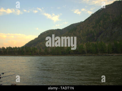 Rivière de montagne, Katun transportant ses eaux turquoises, tourné au coucher du soleil. L'Altaï, Sibérie, Russie