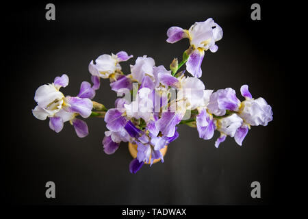 Bouquet de fleurs magnifiques Irises isolé sur fond noir Banque D'Images