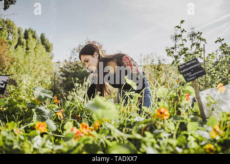 Femme jardinage au jardin urbain Banque D'Images