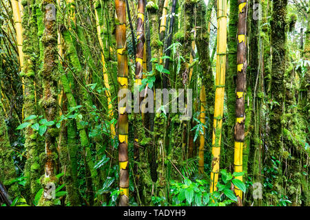 USA, Hawaii, Big Island, Akaka Falls State Park, forêt de bambou Banque D'Images