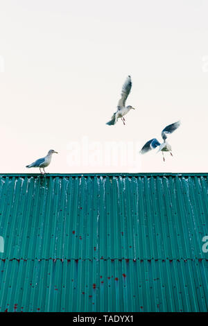 La Norvège, îles Lofoten, Ballstad, trois mouettes Banque D'Images