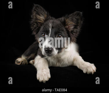 Portrait de Border Collie puppy in front of black background Banque D'Images