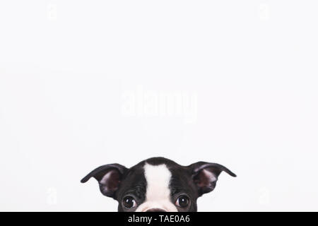 Peeking Boston terrier puppy in front of white background Banque D'Images