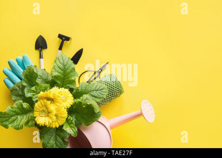 Arrière-plan de jardinage avec gerbera jaune, les péages et le jardin des plantes fleurs sur fond jaune. Vue de dessus, la place pour le texte. Banque D'Images