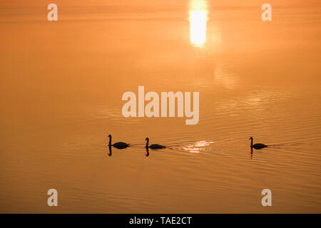 Allemagne, Bavière, cygnes tuberculés sur réservoir d'Ismaning, sunrise Banque D'Images