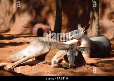 2 kangourous adultes australiens sont au repos ou mieux dire à dormir à la fin d'après-midi Banque D'Images