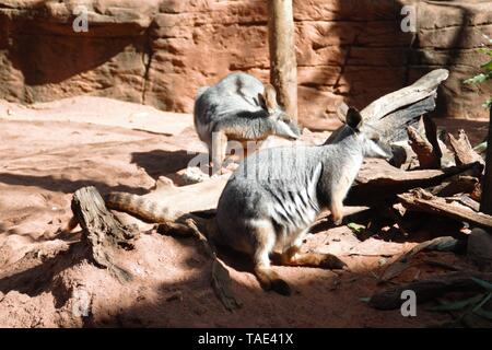 Couple de kangourou australien sont paresseux dans le soleil de l'été australien Banque D'Images