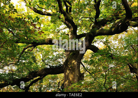 Paimpont (Bretagne, nord-ouest de la France) : 'chêne chêne des Hindres" dans la forêt de Brocéliande *** *** légende locale Banque D'Images