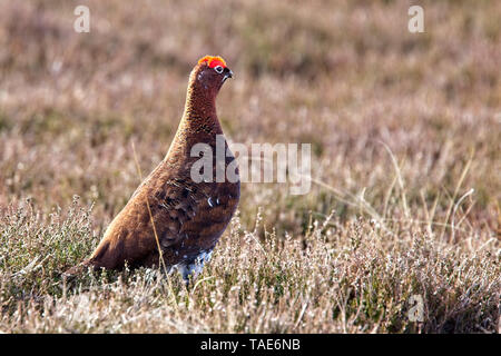 Gouse rouge (Lagopus lagopus scotica), homme d'une heather moor, North York Moors National Park, Yorkshire, Angleterre, Royaume-Uni. Banque D'Images