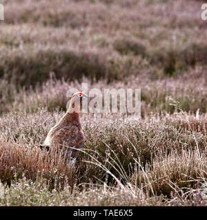 Gouse rouge (Lagopus lagopus scotica), homme d'une heather moor, North York Moors National Park, Yorkshire, Angleterre, Royaume-Uni. Banque D'Images
