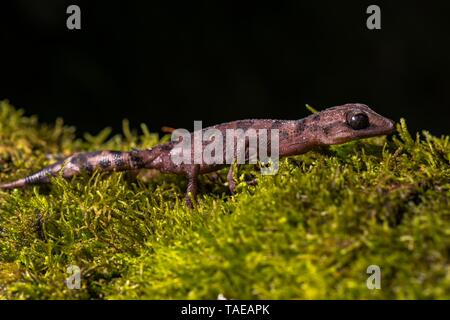 Madagascar gracieux Terrain Gecko (cf. Paroedura gracilis), homme sur la mousse, Montagne d'Ambre, au nord de Madagascar, Madagascar Banque D'Images