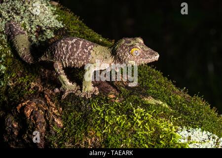 Gecko à queue de feuille moussus (Uroplatus sikorae), sur un tronc d'arbre mossed dans la forêt pluviale, la montagne d'Ambre, au nord de Madagascar, Madagascar Banque D'Images