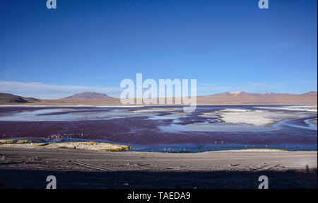 Les flamants du Chili sur la Laguna Colorada, Salar de Uyuni, Bolivie Banque D'Images