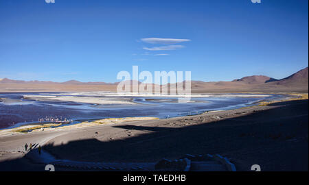 Les flamants du Chili sur la Laguna Colorada, Salar de Uyuni, Bolivie Banque D'Images