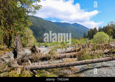 Hoh Rain Forest, Olympic National Park, Washington Banque D'Images