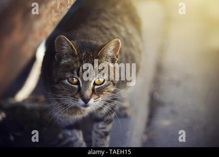 Sans-abri Cute cat enceintes à rayures jaune avec les yeux, debout sur le trottoir et à la triste, éclairé par la lumière du soleil. Banque D'Images