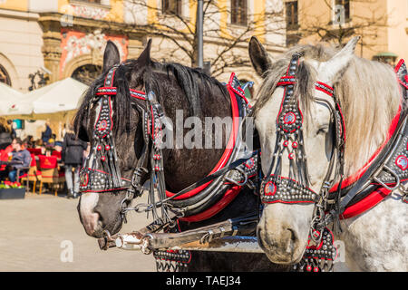 Portriats de chevaux sur la place principale de Cracovie Pologne Banque D'Images