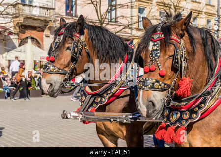 Portriats de chevaux sur la place principale de Cracovie Pologne Banque D'Images