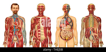 Illustration médicale, l'anatomie de l'être humain, Aufklappbare anatomische, medizinische Darstellung des Mannes Banque D'Images