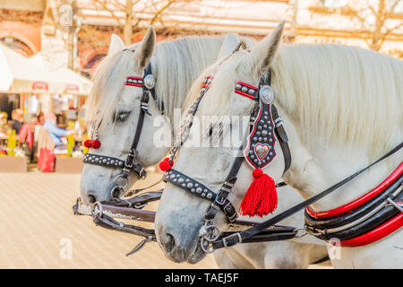 Portriats de chevaux sur la place principale de Cracovie Pologne Banque D'Images