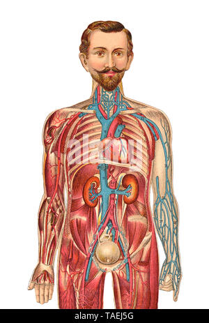 Illustration médicale, l'anatomie de l'être humain, Rudolph'sche Verlagsbuchhandlung publishing, Dresden, Germany, 1930, Aufklappbare anatomische, medizinische Darstellung des Mannes, Rudolph'sche Verlagsbuchhandlung, Dresden, Allemagne, ca. 1930 Banque D'Images