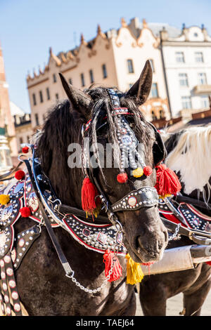 Portriats de chevaux sur la place principale de Cracovie Pologne Banque D'Images