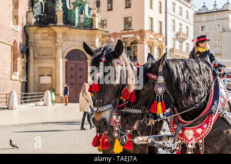 Portriats de chevaux sur la place principale de Cracovie Pologne Banque D'Images