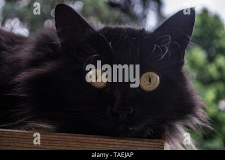 Chat noir à la découverte d''un balcon et d'oiseaux dans les environs. Banque D'Images