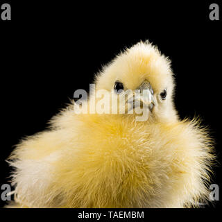 Silkie chick sur fond noir Banque D'Images