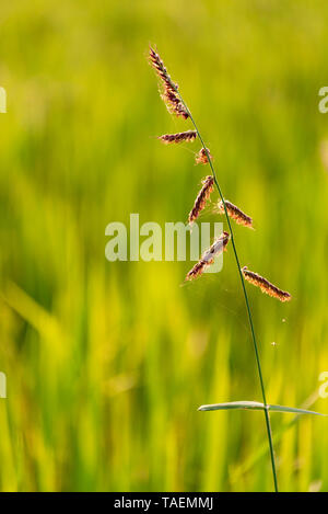 Vue verticale de la culture du riz dans une rizière en Inde. Banque D'Images